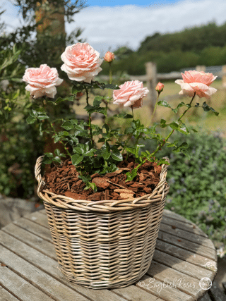Wonderful Gifts For Daughters - English Roses Planted Basket