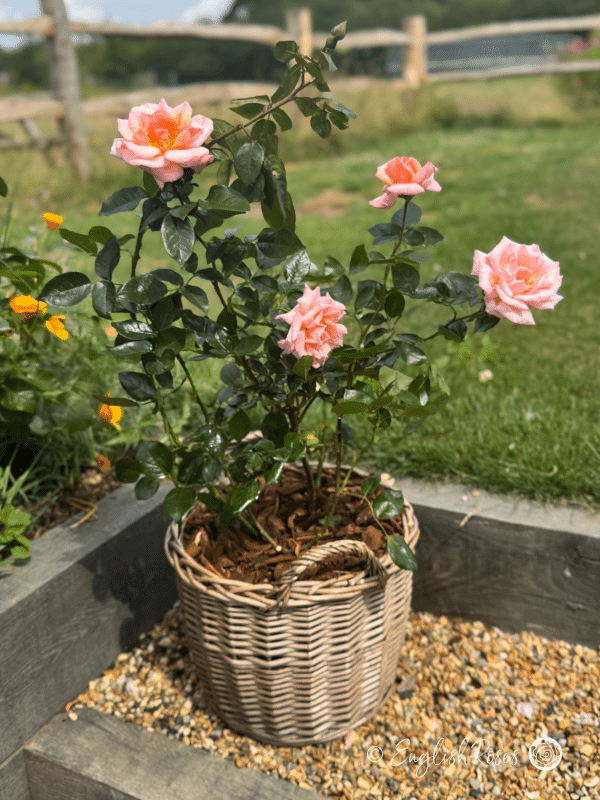 Compassion Rose Willow Basket Main Image - pink peach climbing rose planted in a patio basket