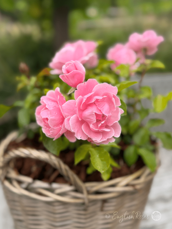 Compassionate Friend Rose Willow Basket Gift - Close Up Pink Blooms in Large Willow Basket