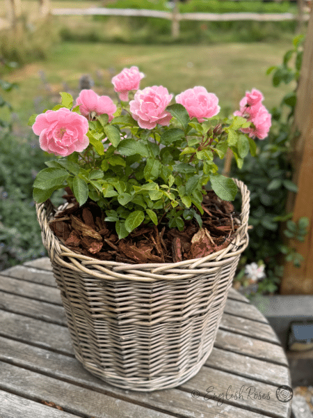 Compassionate Friend Rose Willow Basket Main Image - Pink Blooms and green foliage in a Large Willow basket.