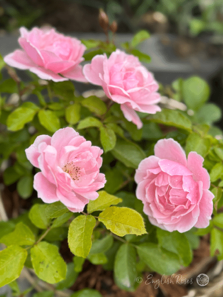 Compassionate Friend Rose Willow Basket Presentation - Close up pink floribunda blooms and green foliage