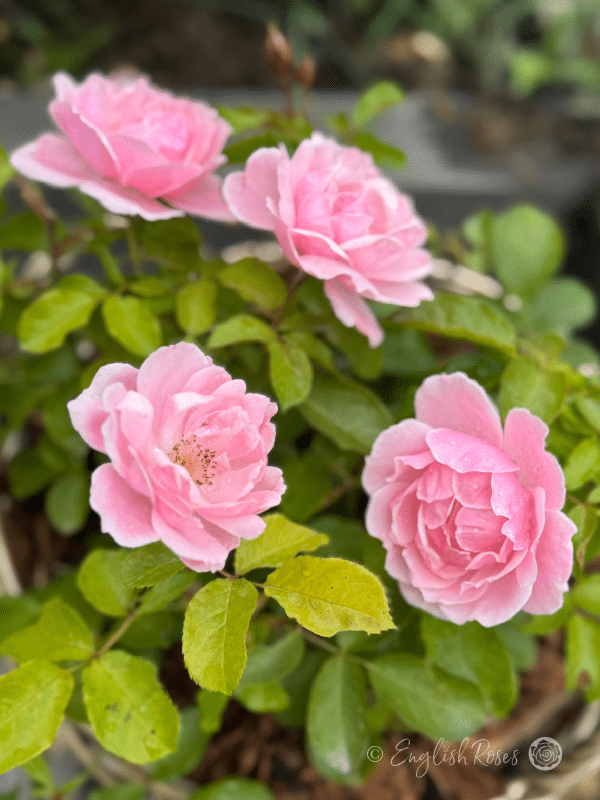 Compassionate Friend Rose Willow Basket Presentation - Close up pink floribunda blooms and green foliage