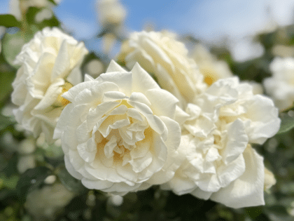 Créme De La Créme Rose Image