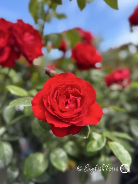 Crimson Cascade Rose Multiple Blooms - bright red climbing rose with green foliage and blue sky