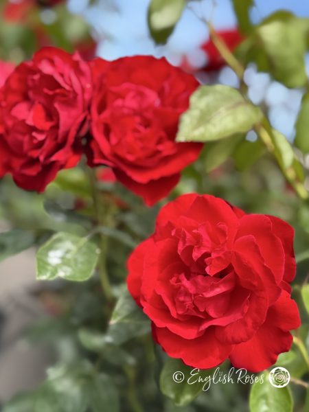 Crimson Cascade Rose Multiple Blooms Main Image - red climbing rose with green foliage.