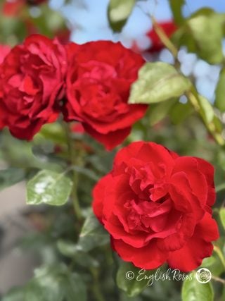 Crimson Cascade Rose Multiple Blooms Main Image - red climbing rose with green foliage.