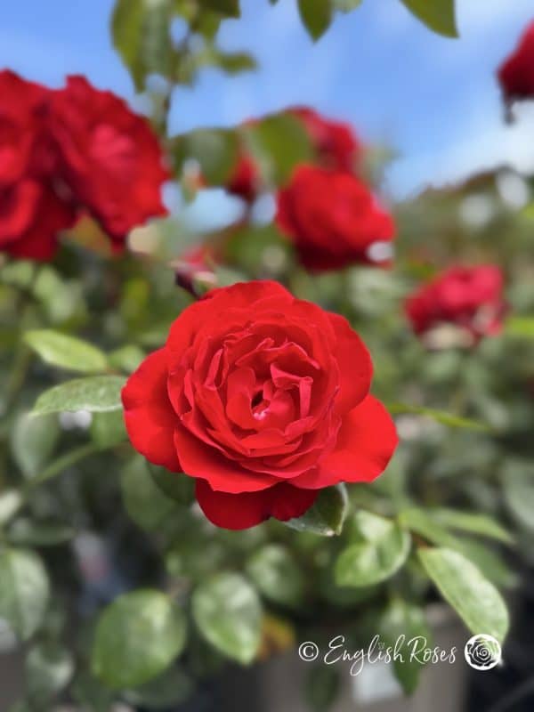 Crimson Cascade Rose Multiple Blooms - bright red climbing rose with green foliage and blue sky