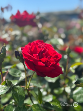 A Rose Gift For 45 Year Anniversary
