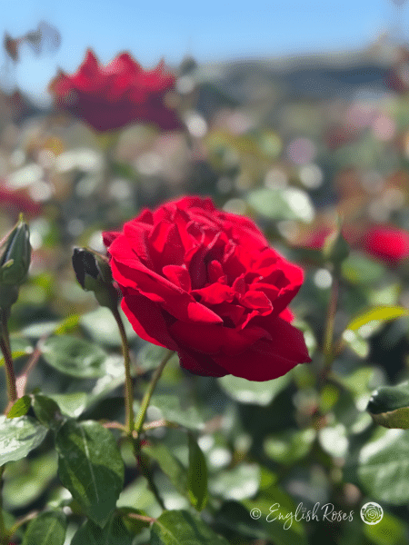 Crimson Cascade Rose Single Bloom - single red bloom in a sunny field with buds and green foliage