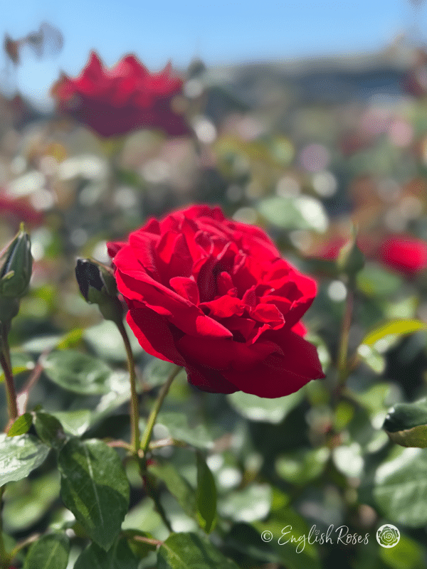 Crimson Cascade Rose Single Bloom - single red bloom in a sunny field with buds and green foliage