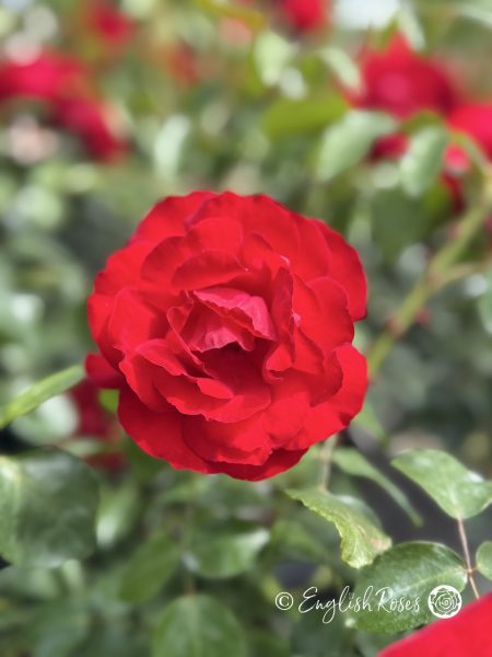 Crimson Cascade Rose Single Bloom With Foliage - red climbing rose bloom