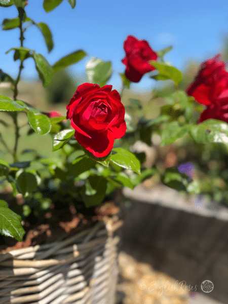 Crimson Cascade Rose Willow Basket Arrangement - red rose gift planted in a patio basket