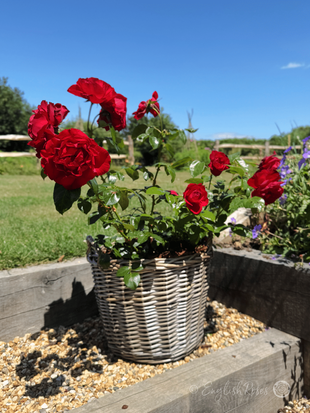 Crimson Cascade Rose - Award Winning Roses - English Roses