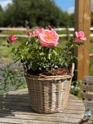 Dancing Queen Rose Willow Basket Main Image - Pink rose blooms panted in a patio basket in a sunny summer garden.
