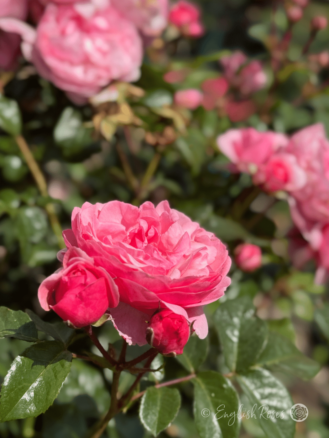 Darling Rose Multiple Blooms Main Image - multiple pink blooms and buds with healthy green foliage.