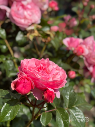 Darling Rose