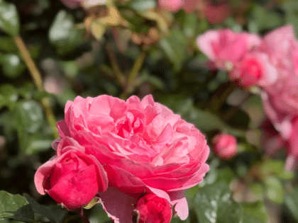 Darling Rose - Daughter Memorial Gift Image