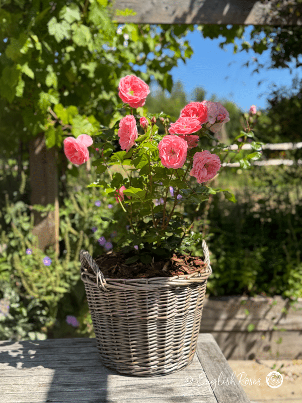 Dearest Rose Willow Basket Gift Presentation - multiple pink floribunda blooms planted into a willow basket in a sunny garden patio area.