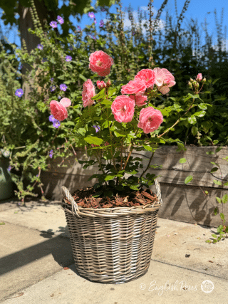 Dearest Rose Willow Basket Main Image - A sunny patio garden space with a pink rose bush planted in a basket.
