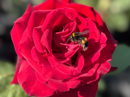 Deep Secret Rose Image