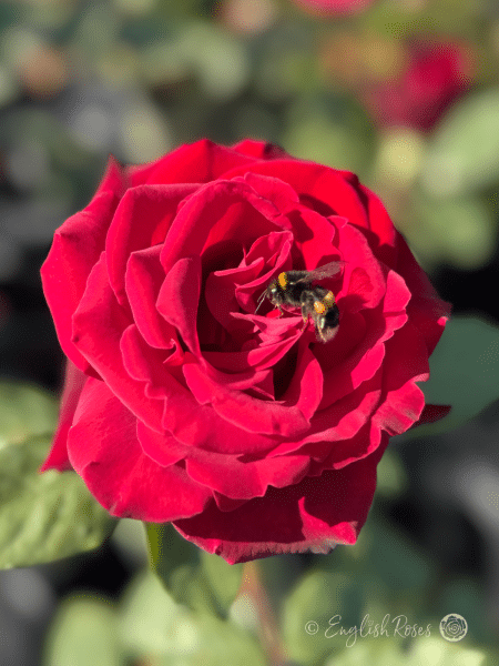 Deep Secret Rose Single Bloom With Bee Main Image - Deep Red Hybrid tea with Bumblebee