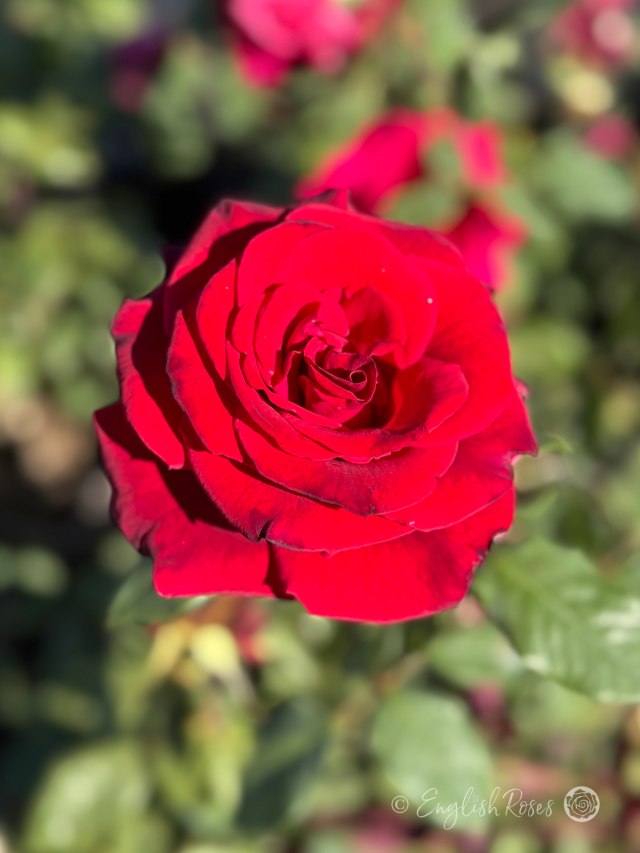 Deep Secret Rose - Mildred Scheel Rose - English Roses