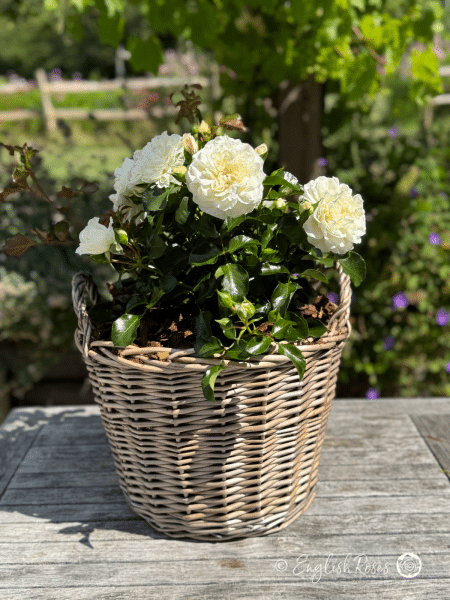 Diamond Dad Rose Willow Basket Gift - white blooms and dark green foliage planted in a willow basket on a sunny patio garden space.