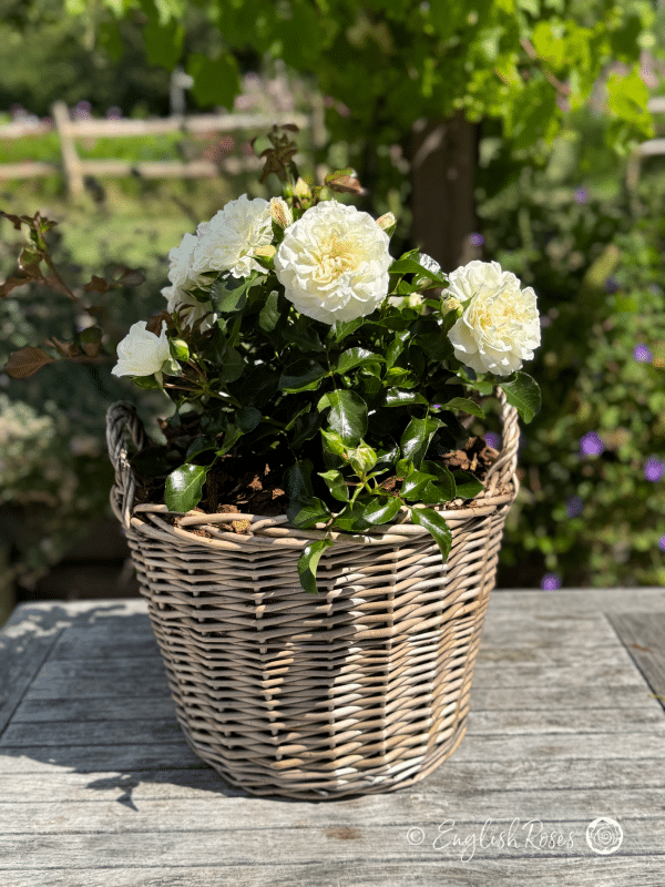 Diamond Dad Rose Willow Basket Gift - white blooms and dark green foliage planted in a willow basket on a sunny patio garden space.