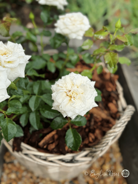 Diamond Days Forever Rose Willow Basket Gift - Close of of white cream rose blooms and green foliage planted in a basket.