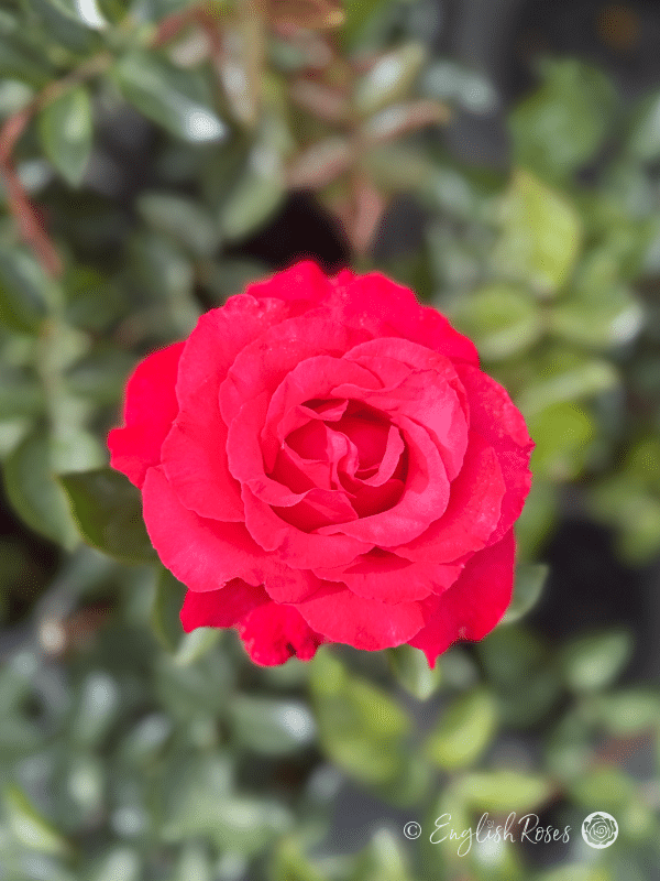 Dizzy Heights Rose Scented Single Bloom - Close Up Red Pink Bloom and green foliage
