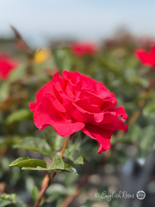 Dizzy Heights Rose