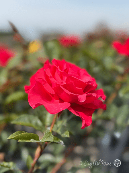 Dizzy Heights Rose Single Bloom Main Image - Pink Red Climbing rose