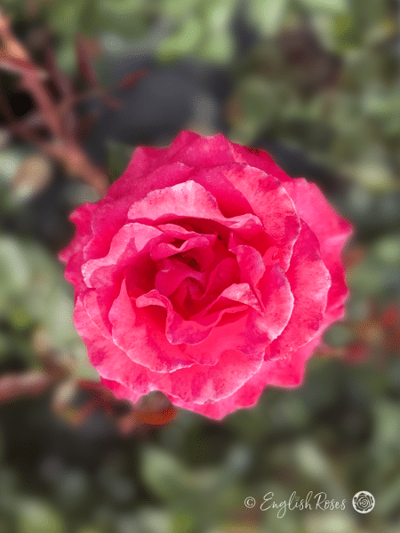 Dizzy Heights Rose Single Scarlet Bloom - Close Up English Roses flower