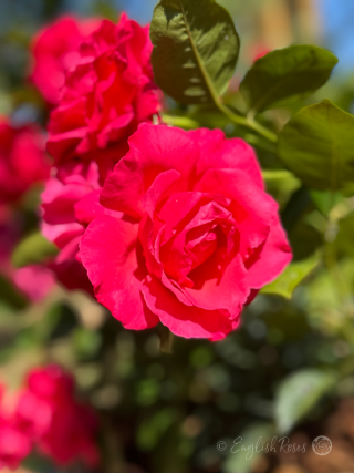 A Rose For 70 Year Anniversary - English Roses Gift