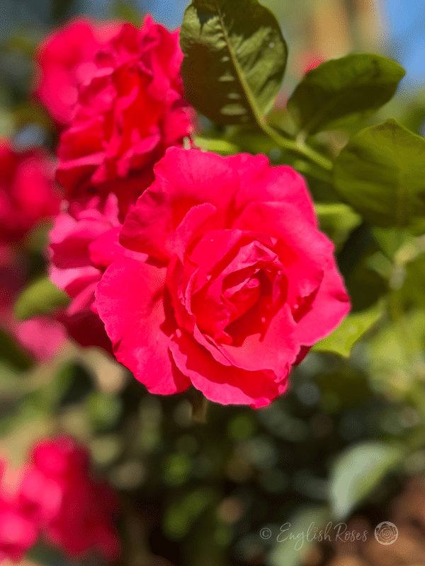 Dizzy Heights Rose Vibrant Blooms - Bright Pink Red Rose Blooms