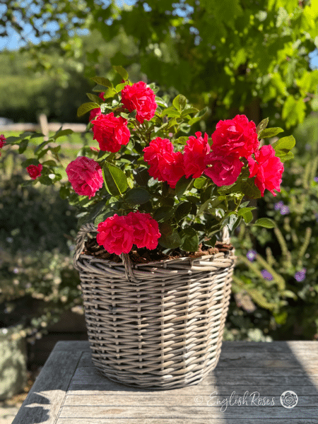 Dizzy Heights Rose Willow Basket Main Image - Vibrant red pink climbing rose with green foliage planted in a large willow basket