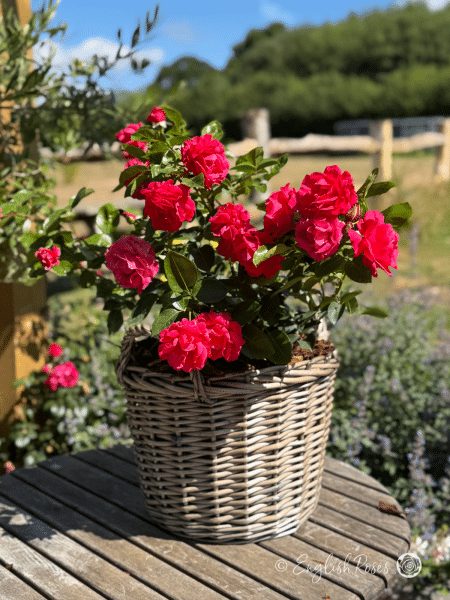 Dizzy Heights Rose Willow Basket Presentation - Vibrant pink red blooms on a sunny patio, planted in a large willow basket
