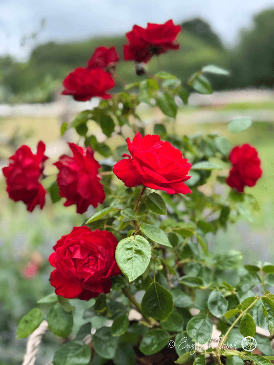 Dublin Bay Rose Multiple Blooms - multiple red climbing rose blooms with green foliage