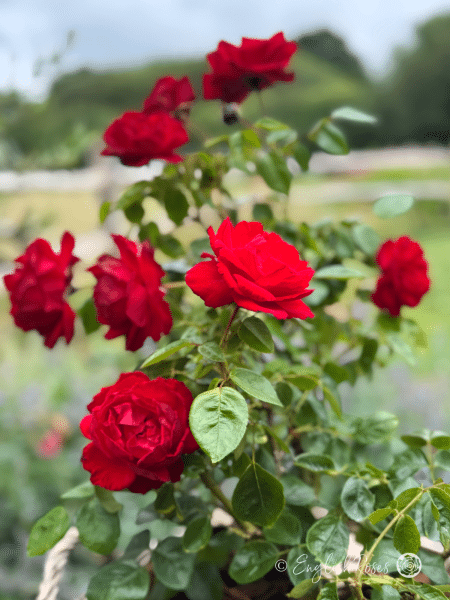 Dublin Bay Rose Multiple Blooms - multiple red climbing rose blooms with green foliage