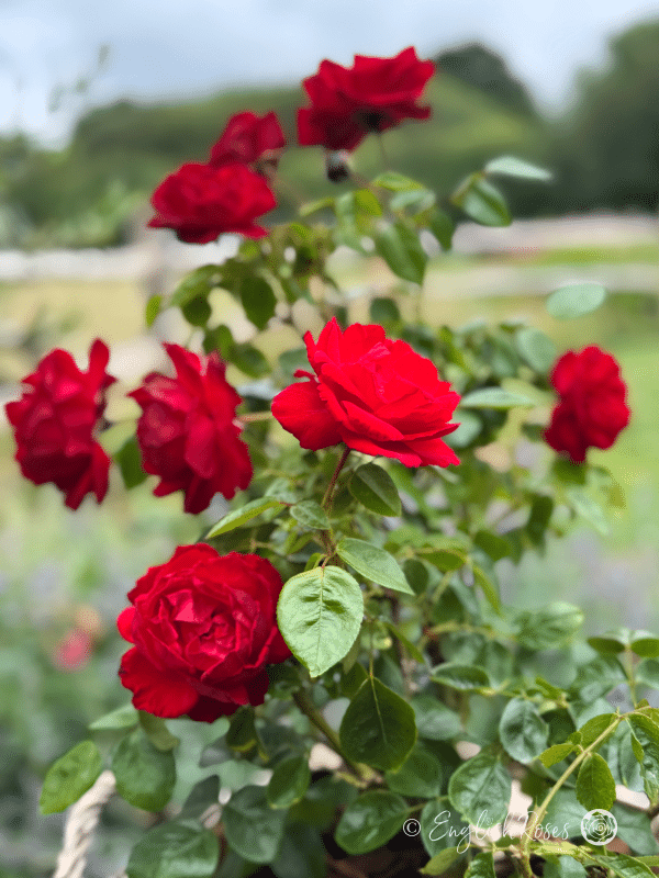 Dublin Bay Rose Multiple Blooms - multiple red climbing rose blooms with green foliage