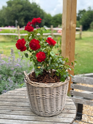 Gift Planted Birthday Present For Son in Large Willow Basket