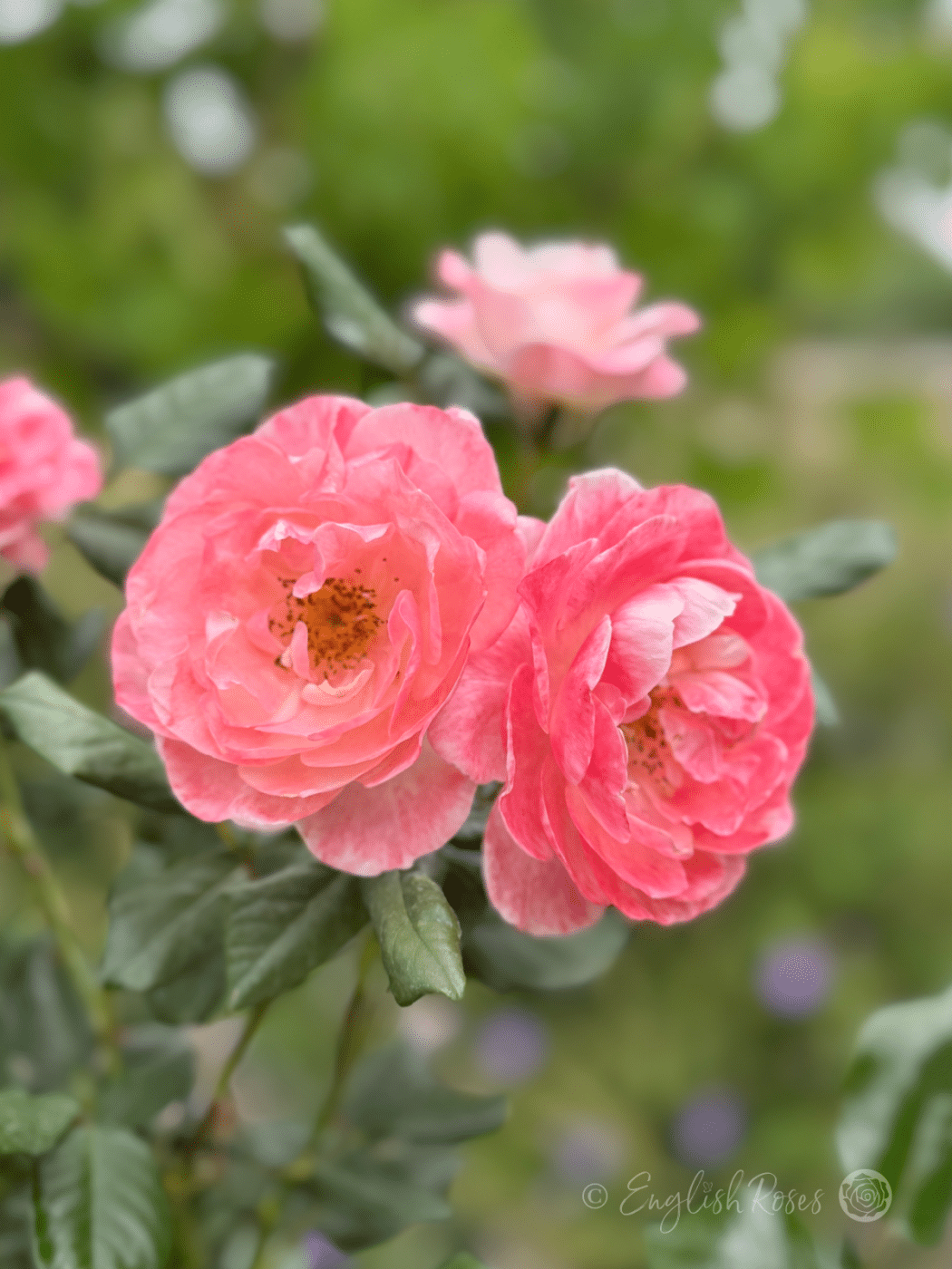 English Miss Rose Multiple Blooms - A couple of open pink rose blooms with green foliage