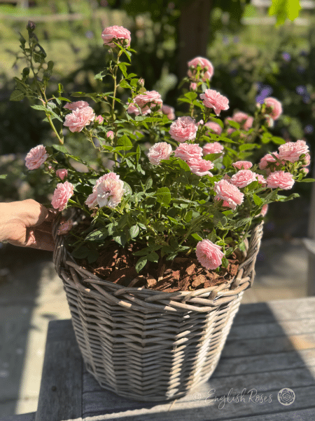 English Roses Pink Patio Rose planted in a basket - an abundance of small pink patio blooms