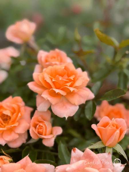 Flower Power Rose Apricot Blooms - Close up of a cluster of flowers