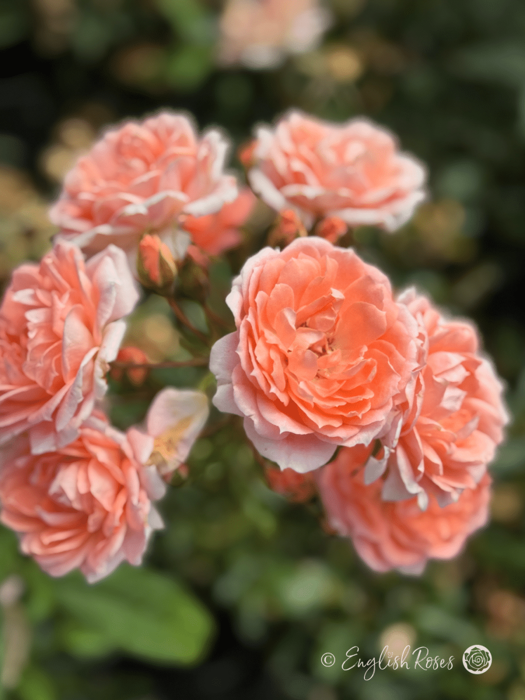 Einglish Roses Flower Power Rose - Beautiful Patio Roses - English Roses