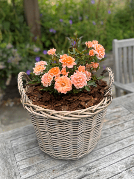 Flower Power Rose Willow Basket Main Image - peach pink orange small patio flowers planted in a patio willow basket with bark chip.