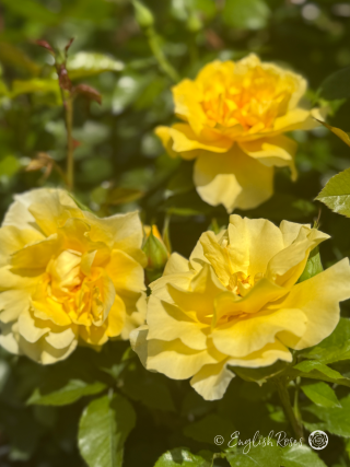 Friends Rose