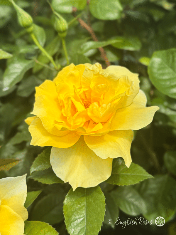 Friends Rose Single Bloom - Close up of a yellow hybrid tea bloom with green foliage.