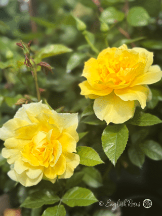 Friends Rose Two Blooms - English Roses Yellow Blooms with green foliage