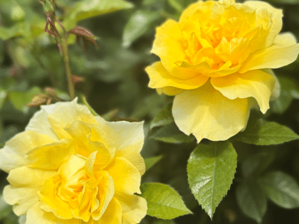 Friends Rose - Friendship Rose Gift Image